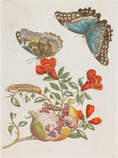 engraving of a caterpillar and two butterflies on a pomegranate plant