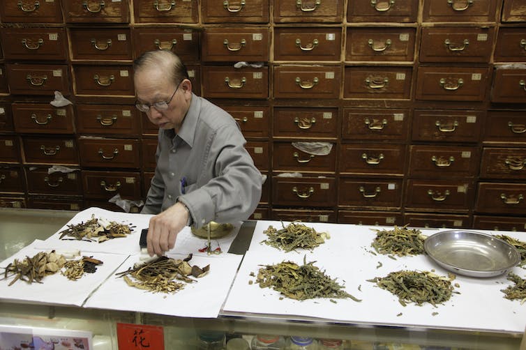 An elderly man wearing a gray button-down shirt sorts bundles of dried herbs into eight piles, behind him is a wall of wooden drawers.