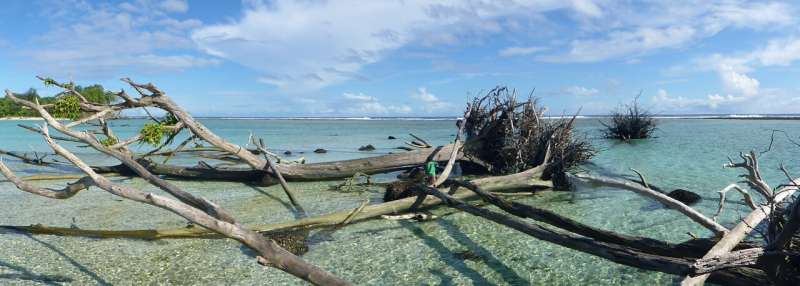 Will the world's mangroves, marshes and coral survive warm, rising seas this time?
