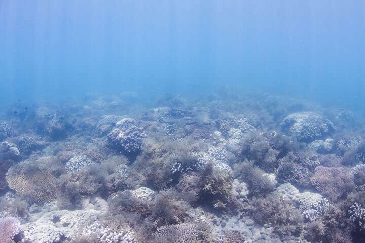 Discovery of invisible nutrient discharge on Great Barrier Reef raises concerns