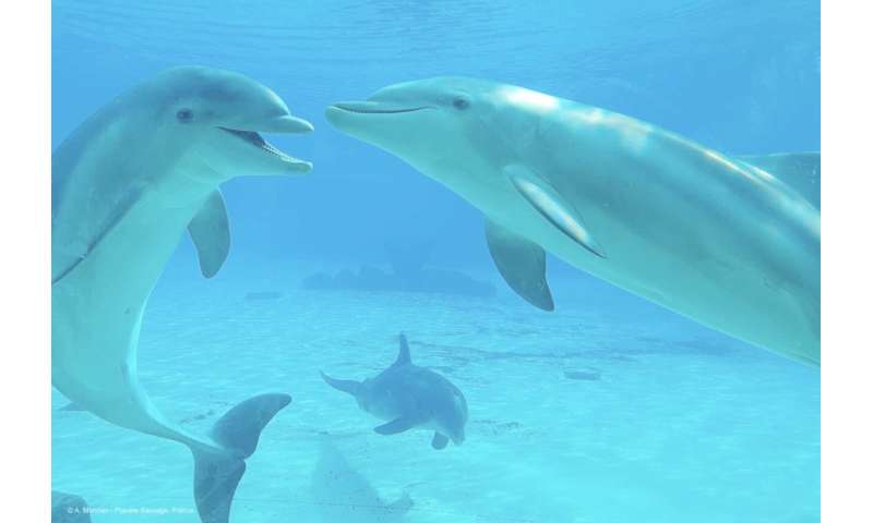 Marine mammal longevity study reveals remarkable advances in animal welfare