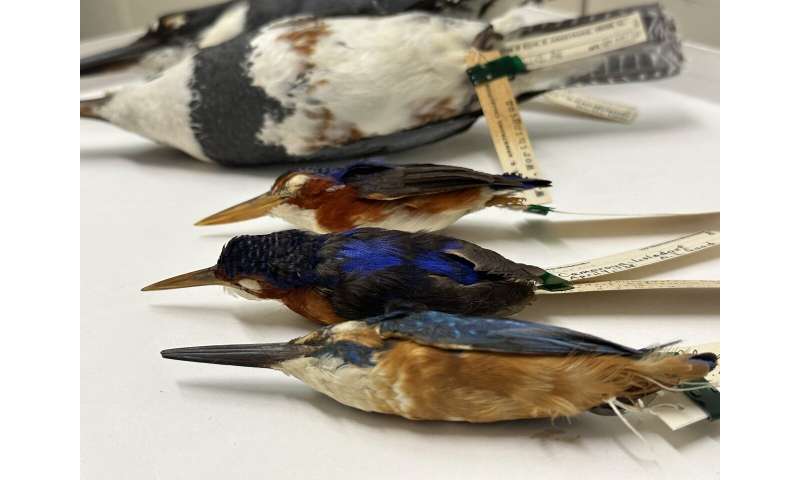 Finding the genes that help kingfishers dive without hurting their brains