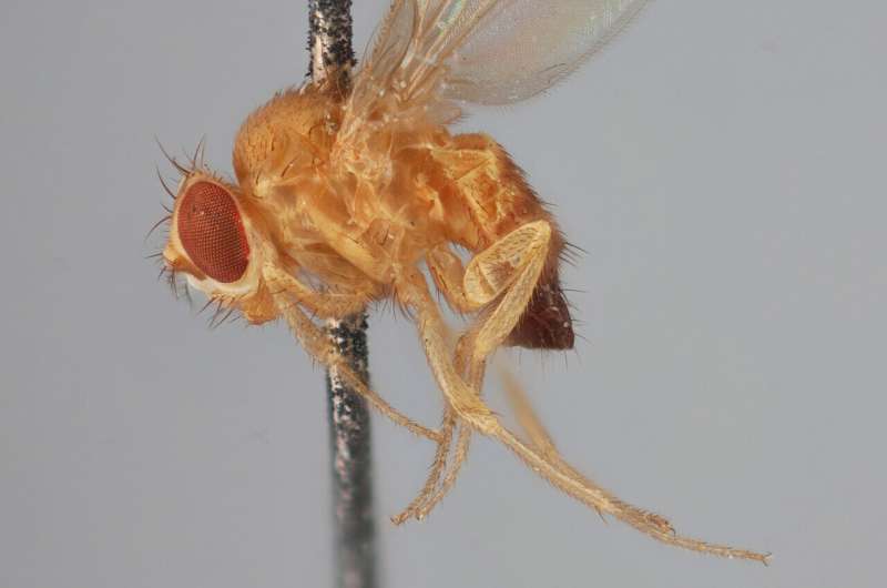 200-year-old DNA helps map tiny fly's genetic course to new lands, modern times