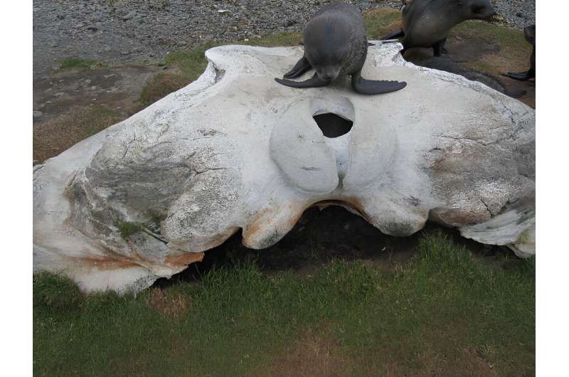 DNA from discarded whale bones suggests loss of genetic diversity due to commercial whaling