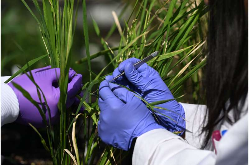 Unlocking Sugar to Generate Biofuels and Bioproducts