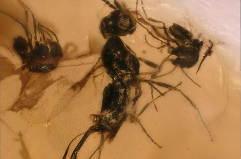 Oldest family of jewel wasps discovered from Cretaceous amber in Lebanon