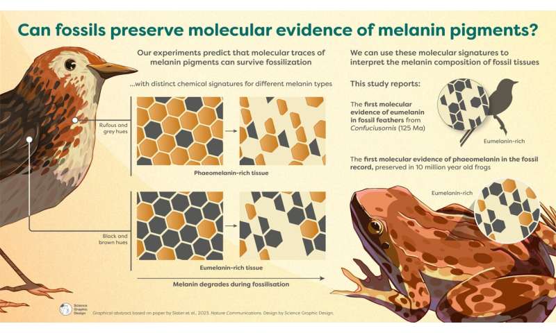 Ginger pigment molecules found in fossil frogs