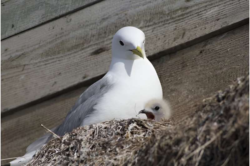 Seabird couples with similar personalities make better parents
