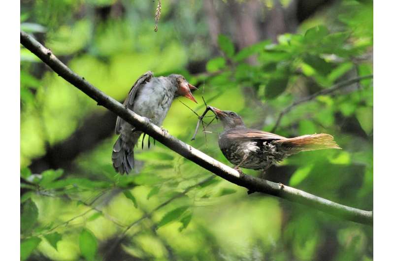 Death is only the beginning: Birds disperse eaten insects' eggs