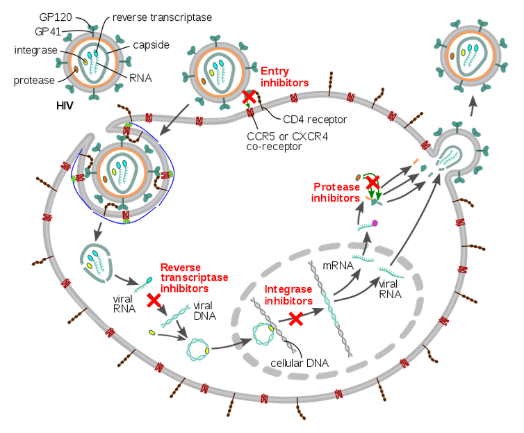 Diagram of the mechanisms of four classes of HIV antivirals