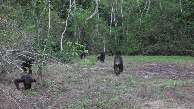 Chimpanzees use hilltops to conduct reconnaissance on rival groups—study