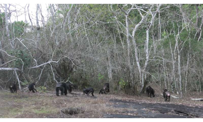 Chimpanzees use hilltops to conduct reconnaissance on rival groups—study