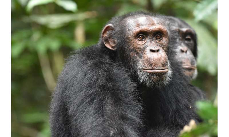 Chimpanzees use hilltops to conduct reconnaissance on rival groups—study