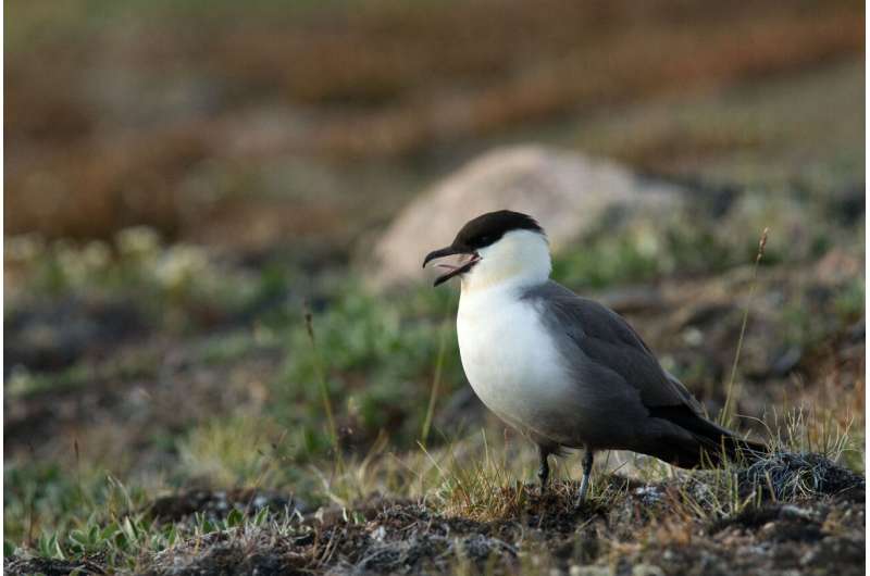 New deep learning AI tool helps ecologists monitor rare birds through their songs