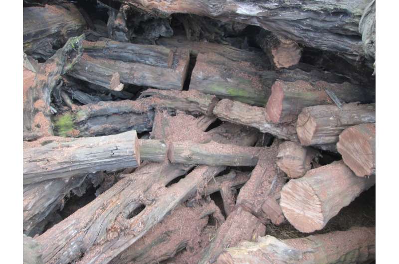 The Fens of eastern England once held vast woodlands, study finds