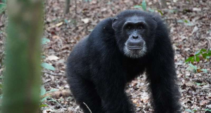 Chimpanzees use hilltops to conduct reconnaissance on rival groups—study