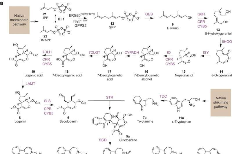 Exploring how yeast cells can produce drugs for the treatment of psychotic disorders