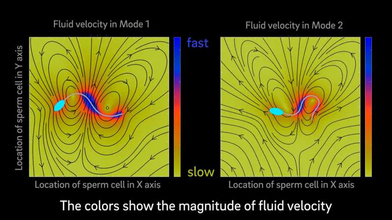 Model suggests that mammalian sperm cells have two modes of swimming