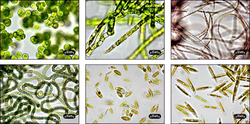 Newly identified algal strains rich in phosphorous could improve wastewater treatment