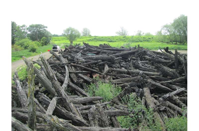 The Fens of eastern England once held vast woodlands, study finds