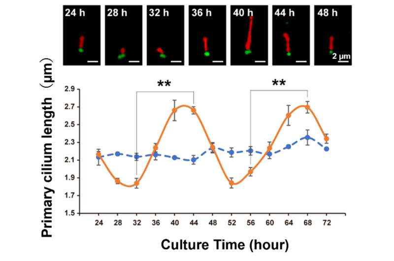 New study examines the relationship between the rate of wound healing, the circadian rhythm, and 'hair' on cells