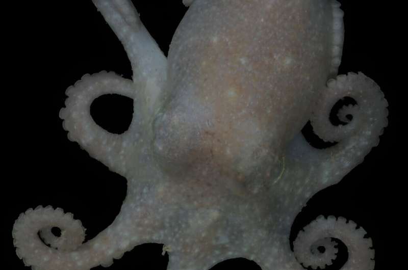 About half-a-foot (15 centimeters) and weighing around 1.3 pounds (600 grams), Turquet's octopuses lay relatively few, but large eggs on the bottom of the seafloor which means parents must put significant effort into ensuring their offspring hatch