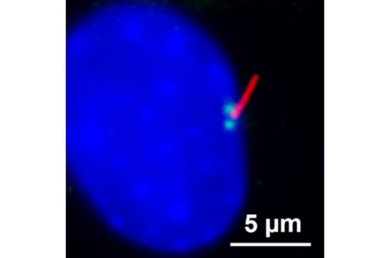 New study examines the relationship between the rate of wound healing, the circadian rhythm, and 'hair' on cells