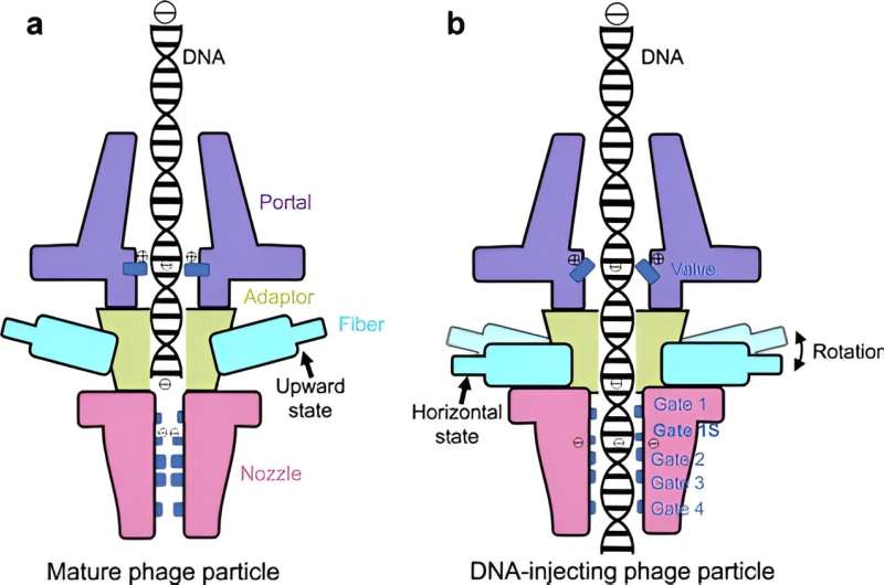 HKUST researchers report the high-res structure of a cyanobacterial virus