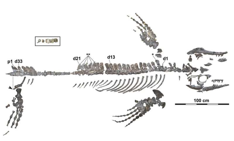 This Japanese 'dragon' terrorized ancient seas