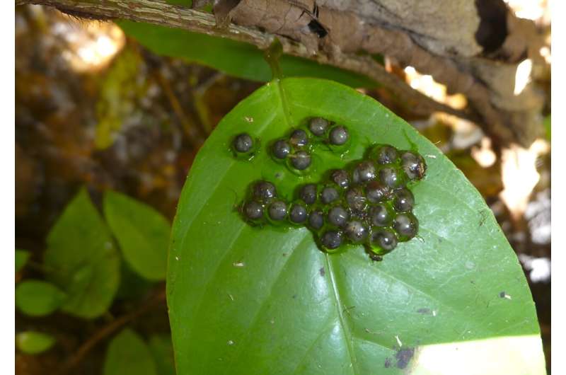 World's smallest &quot;fanged&quot; frogs found in Indonesia