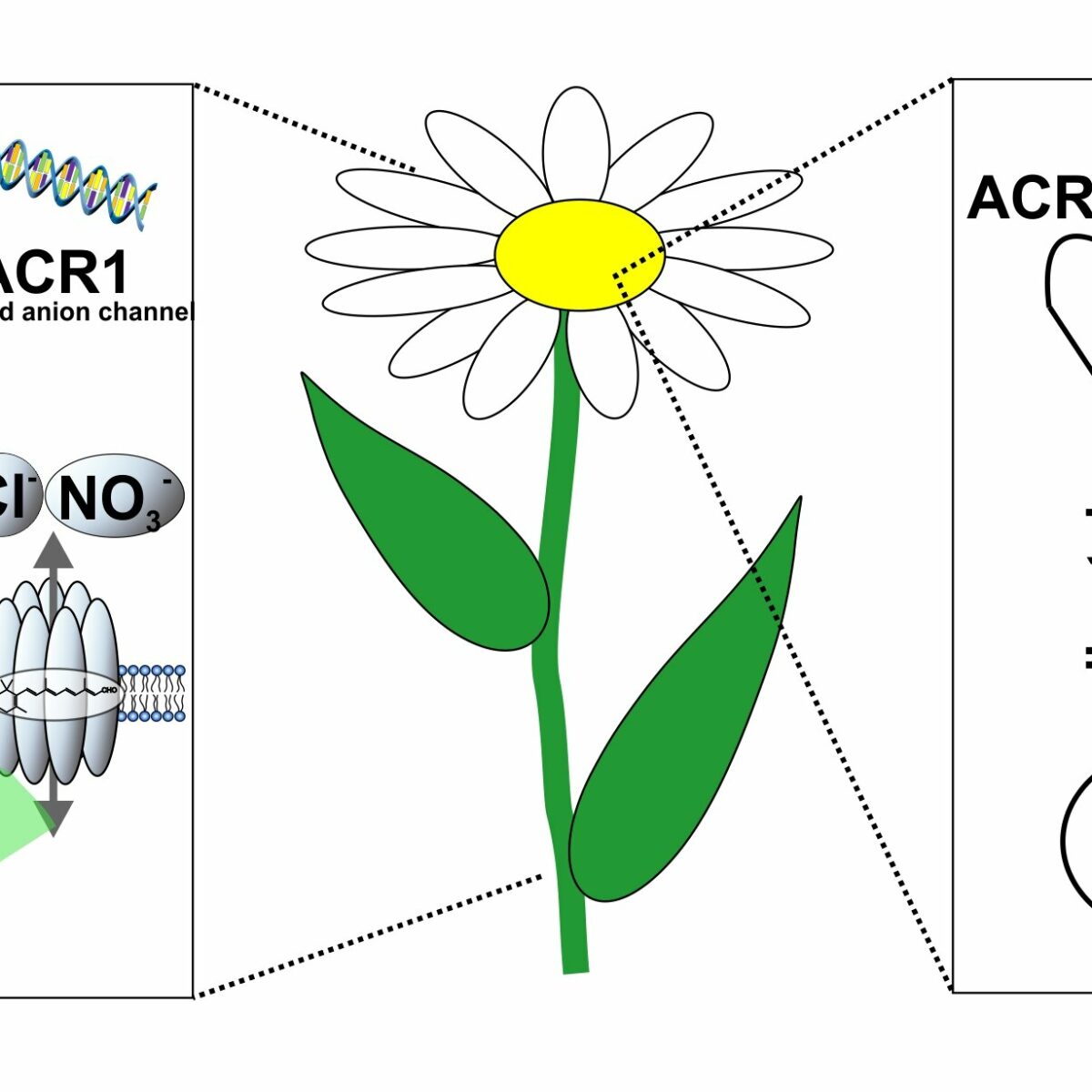 optogenetics-study-detects-new-acid-sensor-in-plant-cells-tech-and