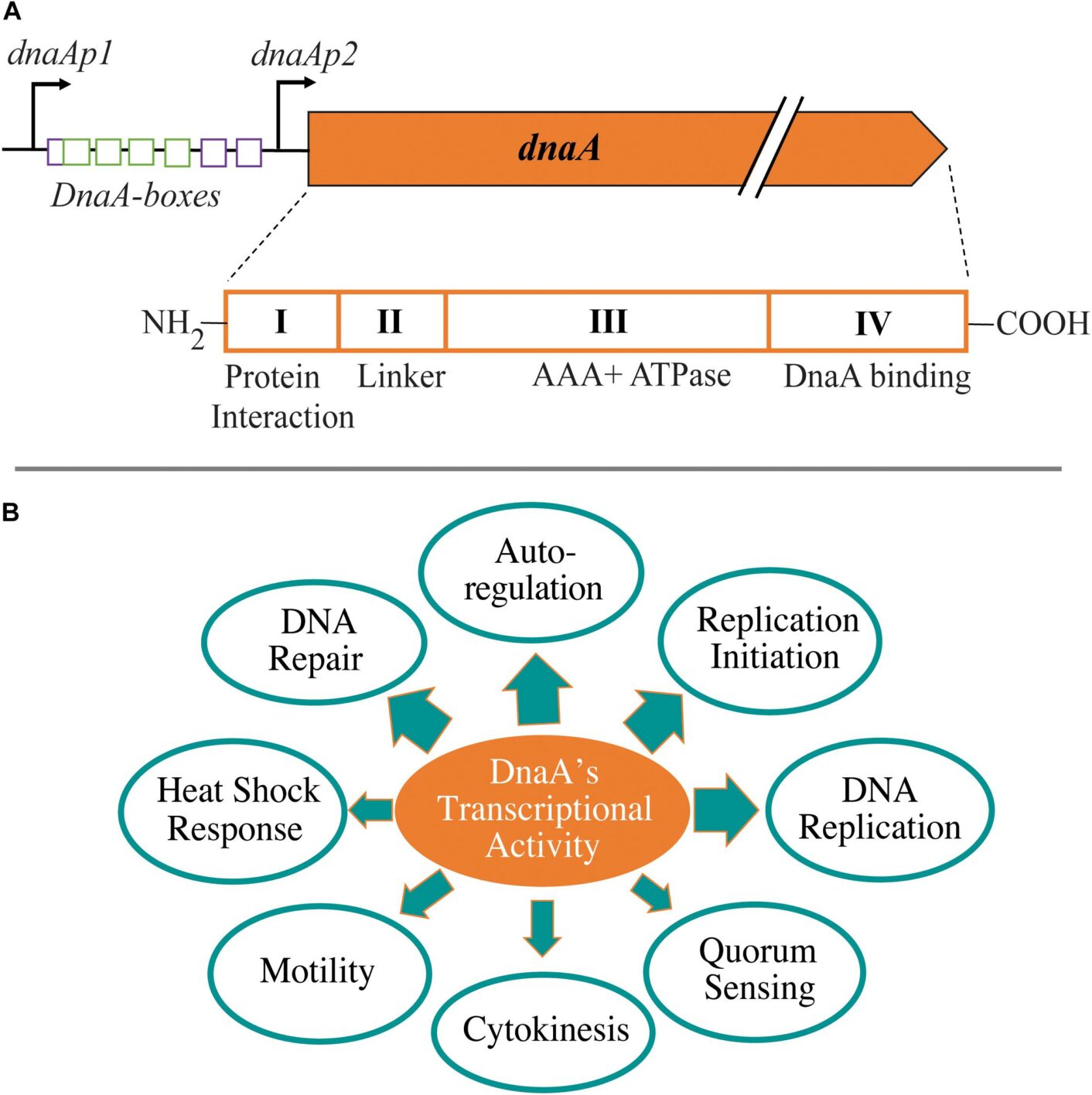 Researchers solve mystery behind DnaA protein's role in DNA replication