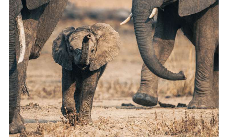 Protected areas for elephants work best if they are connected