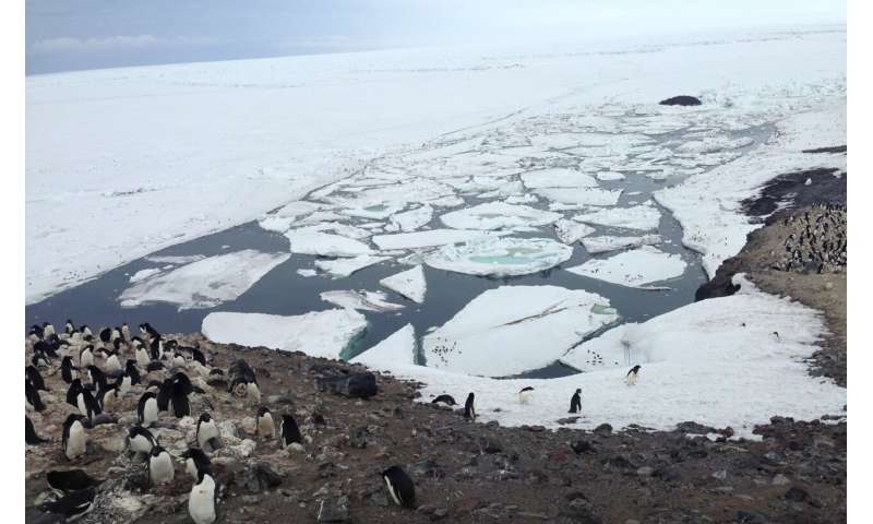 New Antarctic research shows that Adélie penguins must balance the benefits and costs of riding on sea ice during their long-distance migration
