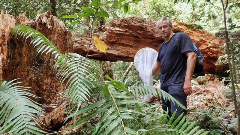 Weevils found in Philippine rainforest 'almost like discovering a dodo bird'