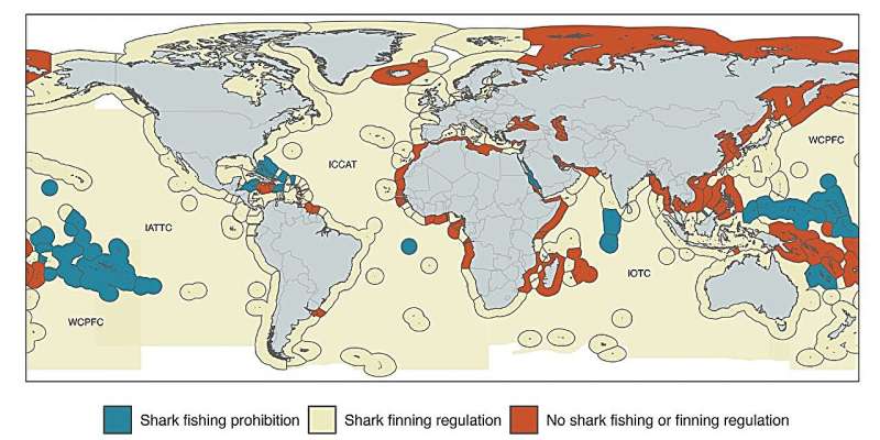 A global study reveals pathways to save threatened sharks, despite rising mortality trends