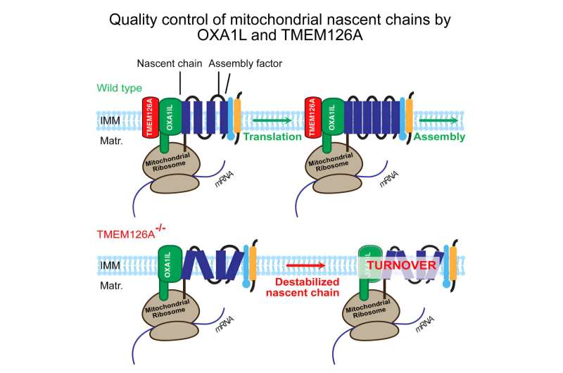 Energy supply in human cells is subject to quality control