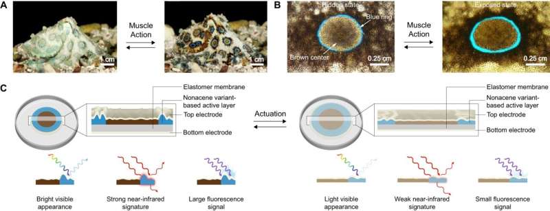 Engineers invent octopus-inspired technology that can deceive and signal