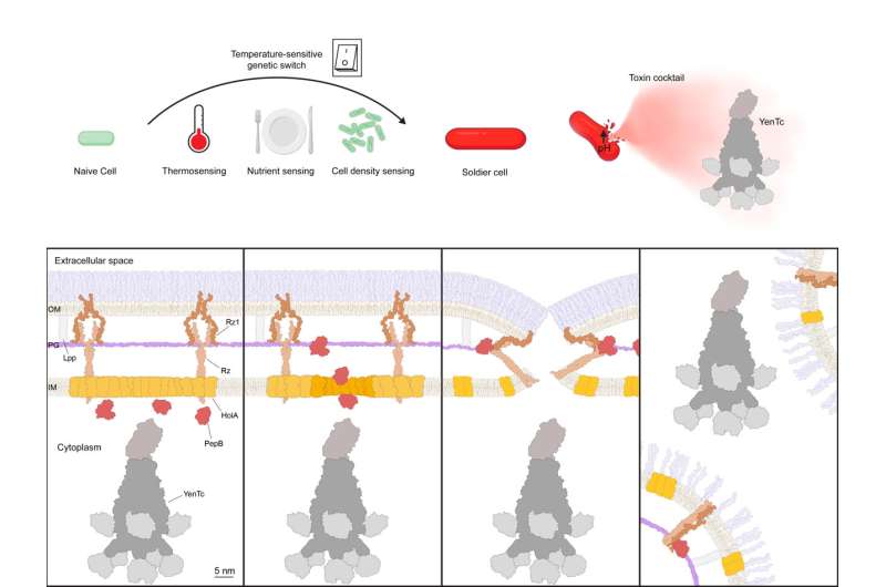 Single-celled kamikazes spearhead bacterial infection