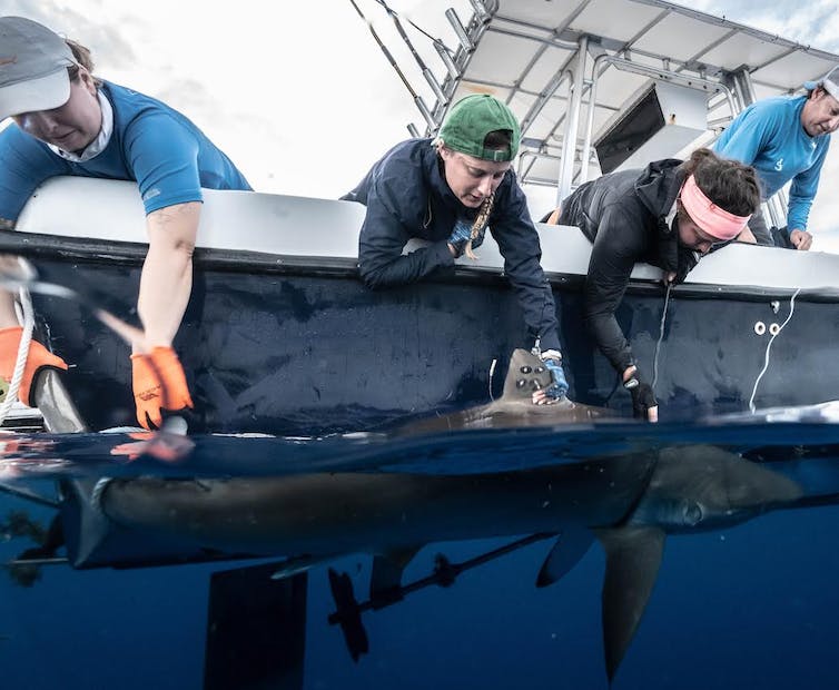 Three scientists wearing latex gloves lean over the side of a boat holding a still shark. Woman in middle attaches a hand-sized tag with an short antena to the fin on the shark's back.