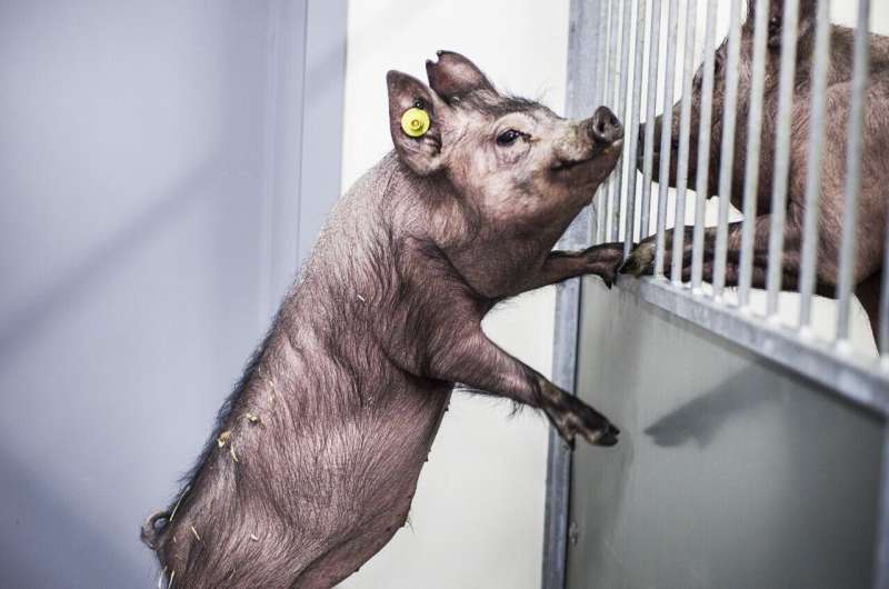 Large-scale mapping of pig genes could pave the way for new human medicines