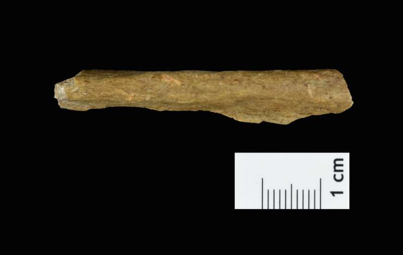 Neanderthals and humans lived side by side in Northern Europe 45,000 years ago