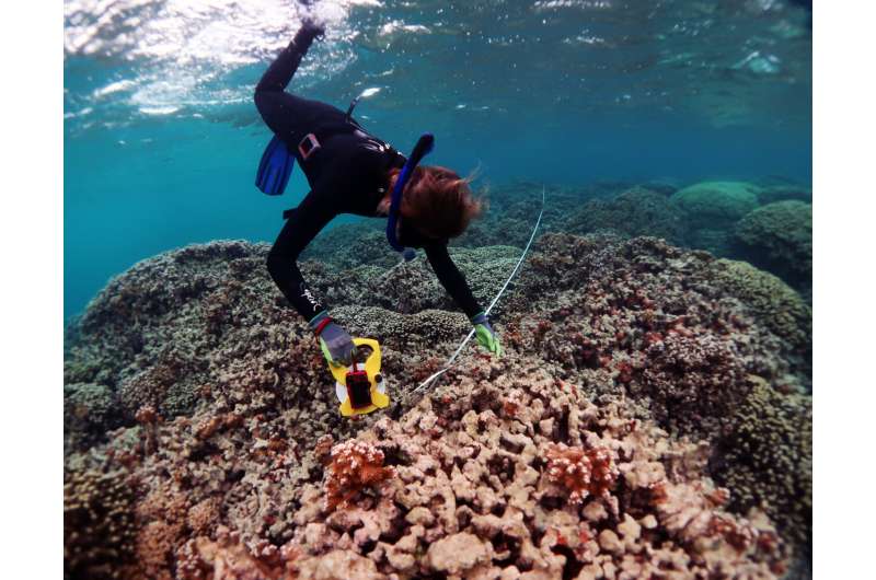 In hot water: coral resilience in the face of climate change