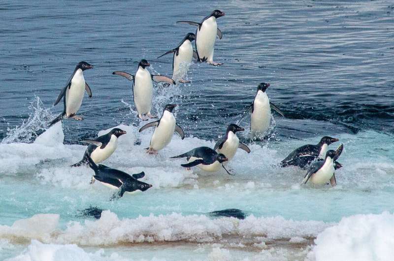 New Antarctic research shows that Adélie penguins must balance the benefits and costs of riding on sea ice during their long-distance migration