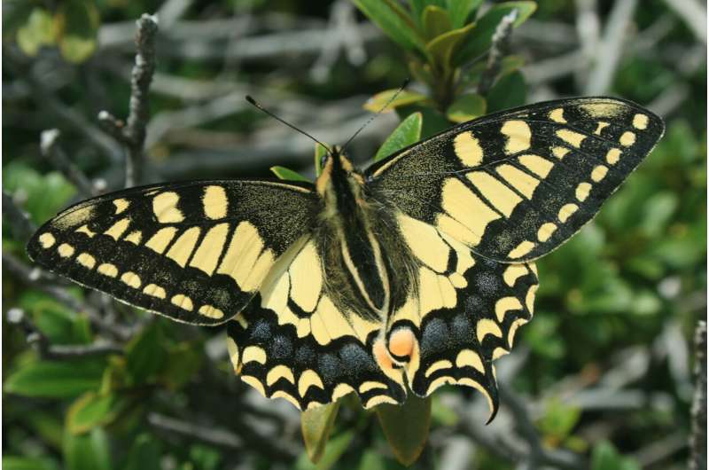 Spanish butterflies better at regulating their body temperature than their British cousins