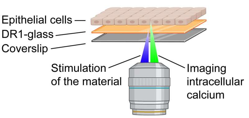 Cells respond quickly to small light-induced micro-environment movements