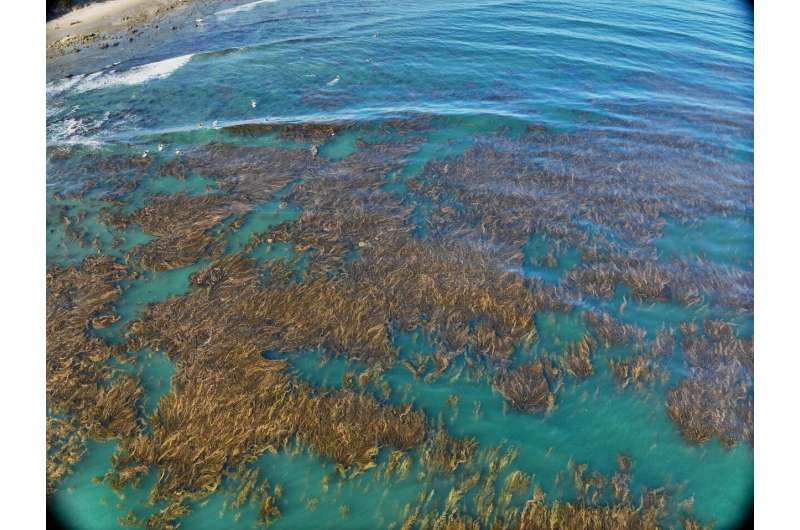 The choreography connecting kelp forests to the beach