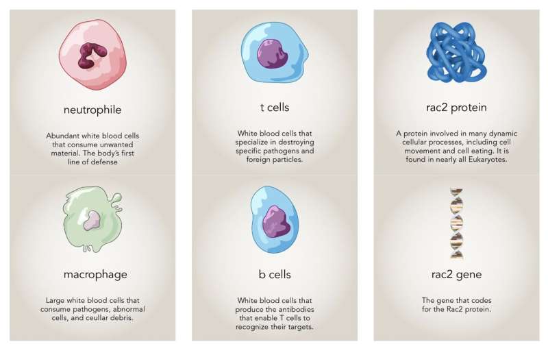 When bad cells go good: Harnessing cellular cannibalism for cancer treatment