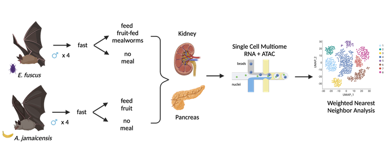 Four male *Artibeus jamaicensis* and four male *Eptesicus fuscus* bats were put in a fast then fed fruit or worms, respectively, or no meal before analyzing the cells and genes of their kidney and pancreas.