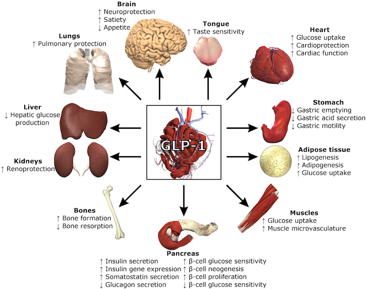 Diagram showing the effects of GLP-1 on various organs of the body